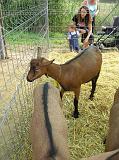 FieraBestiane (4)